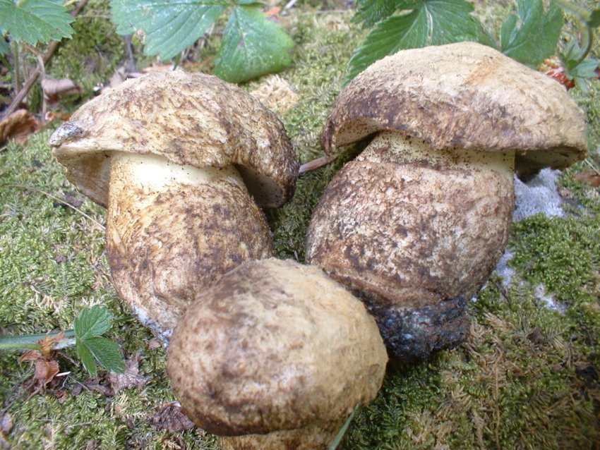 boletus albidus?